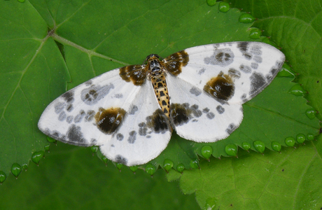 Ulmen-Harlekin (Abraxas sylvata) - © Leo Kuzmits